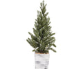 24" Tree In White Wooden Pot